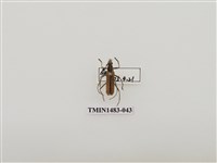 藏品(一色深山天牛)的圖片